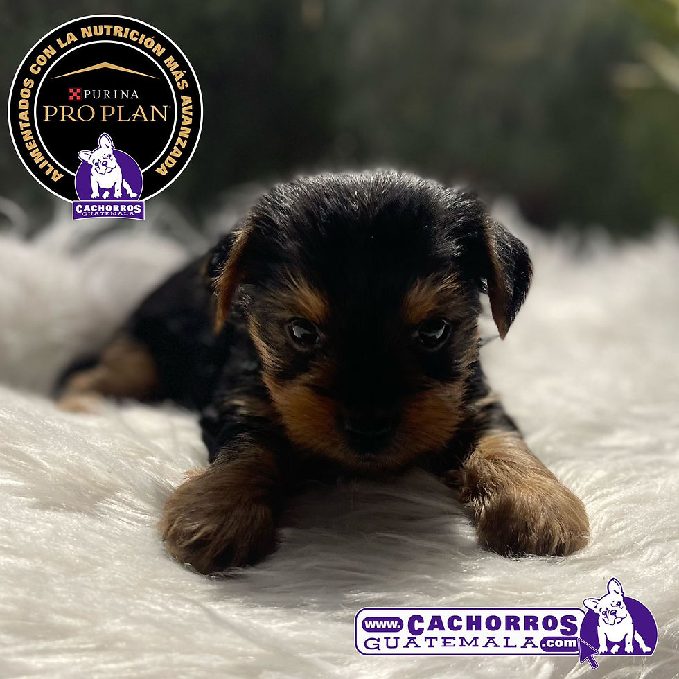 Miniatura: Guapísimas Yorkshire Terrier Pedigree “A” Hembra