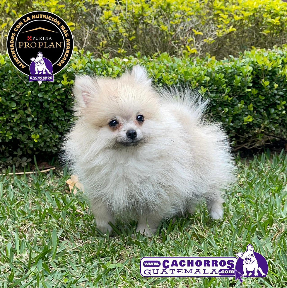 Miniatura: Hermoso Spitz Enano Pomeranian – Pedigree “A”