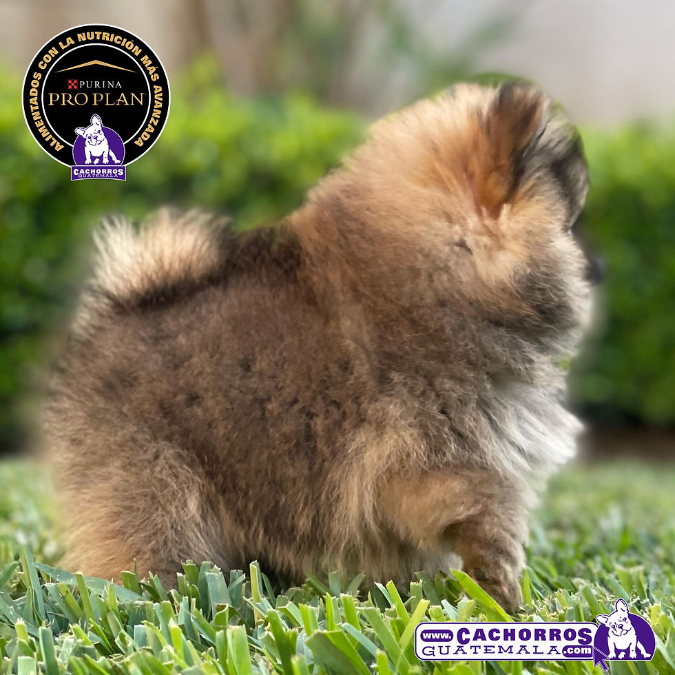 Miniatura: Hermoso Pomeranian