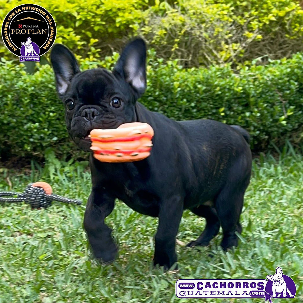 Miniatura: Preciosísima Bulldog Francés Pedigree “A”