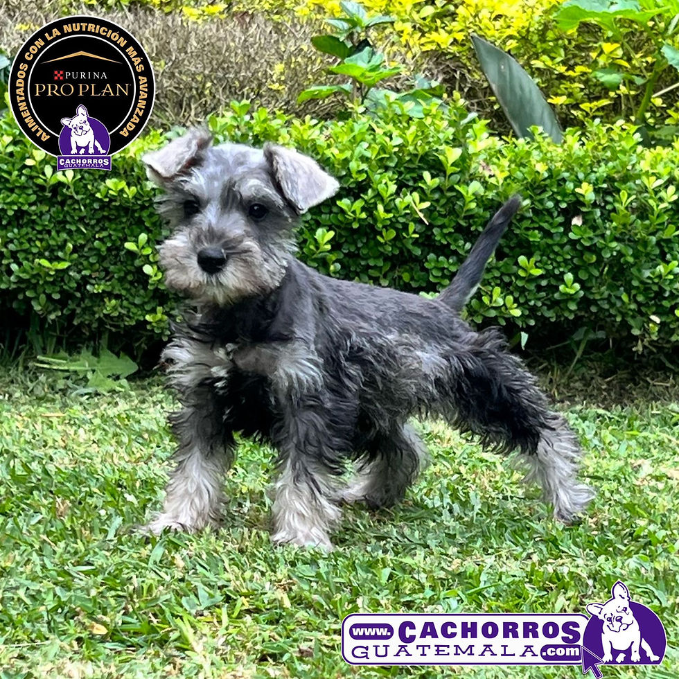 Miniatura: Hermosa Schnauzer – Pedigree “A”