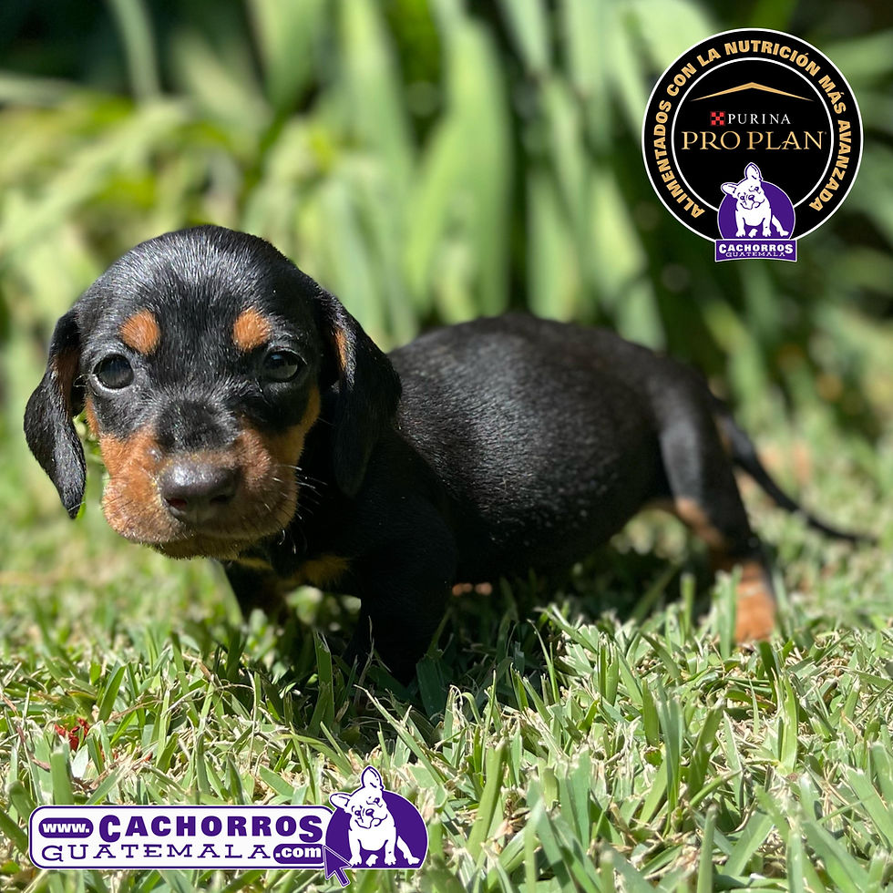 Miniatura: Bellísimas Dachshund (Salchicha)