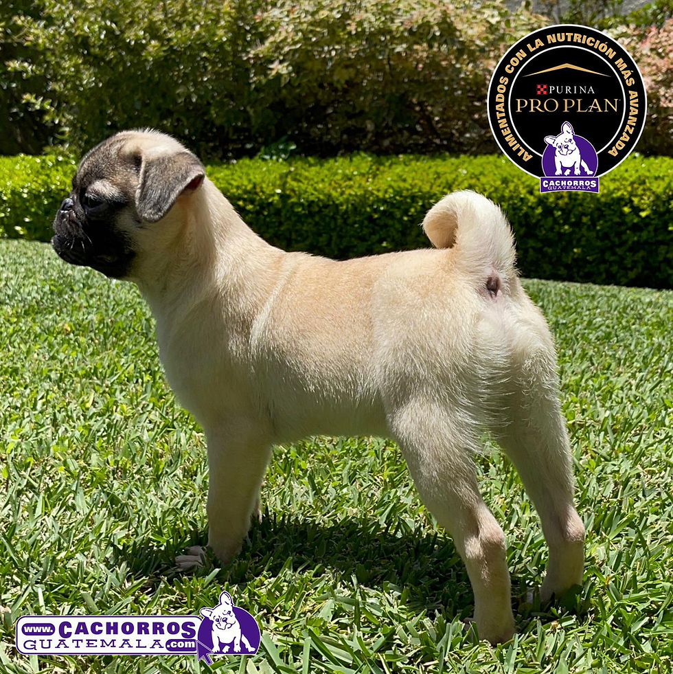 Miniatura: Guapísimo Pug Pedigree “A”