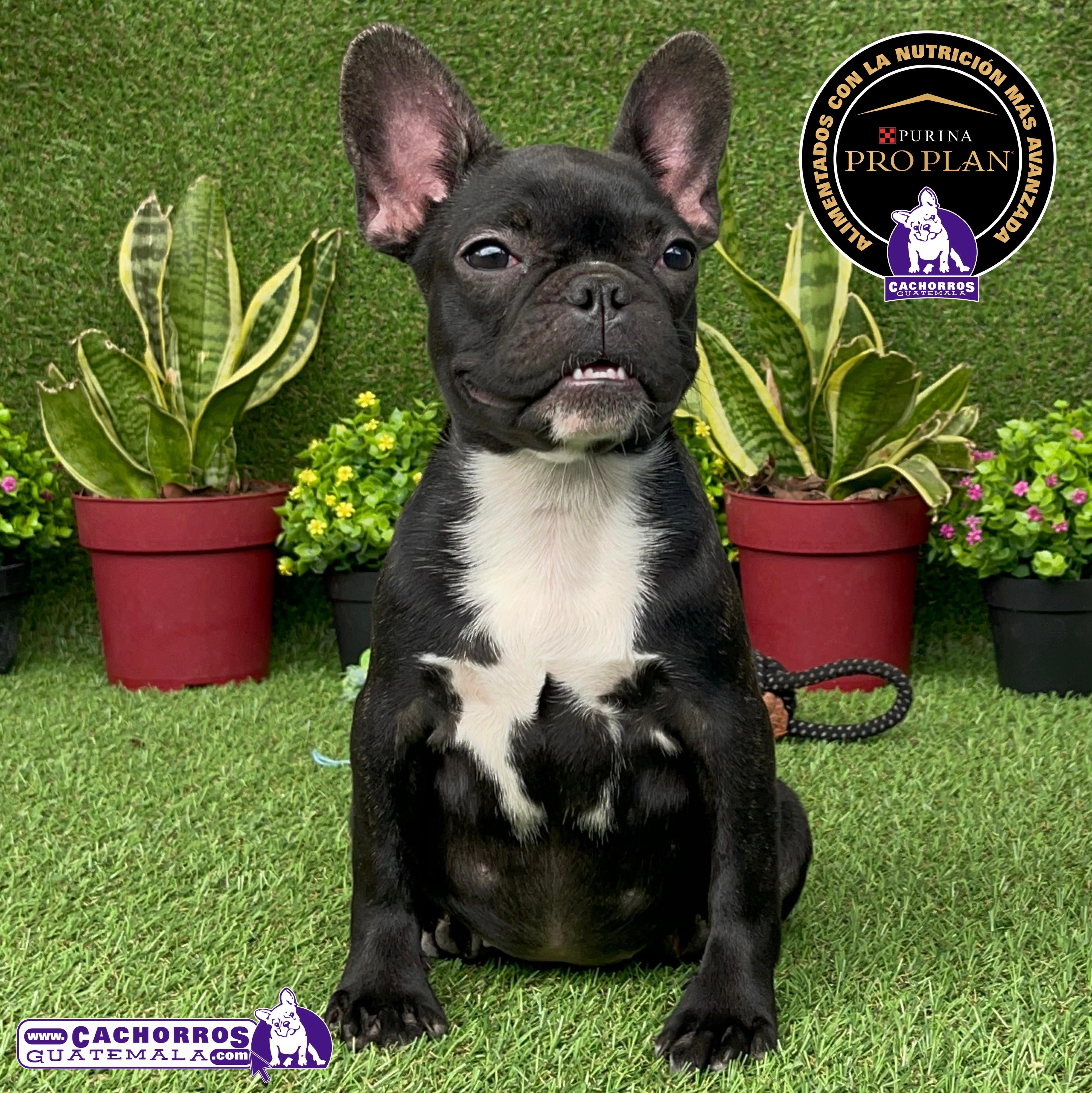 Guapísima Bulldog Francés Pedigree A