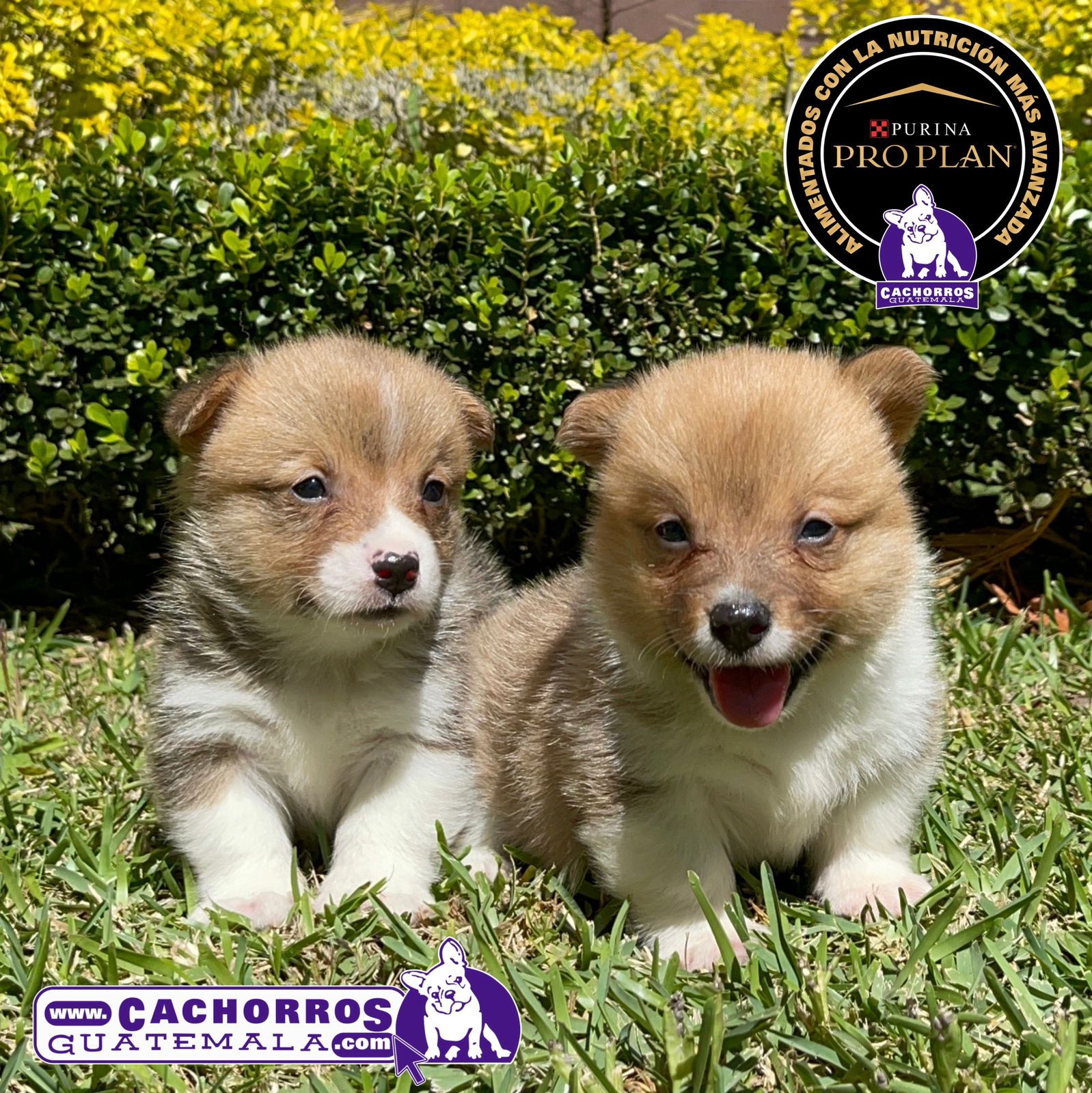Bellísimos Welsh Corgi Pembroke