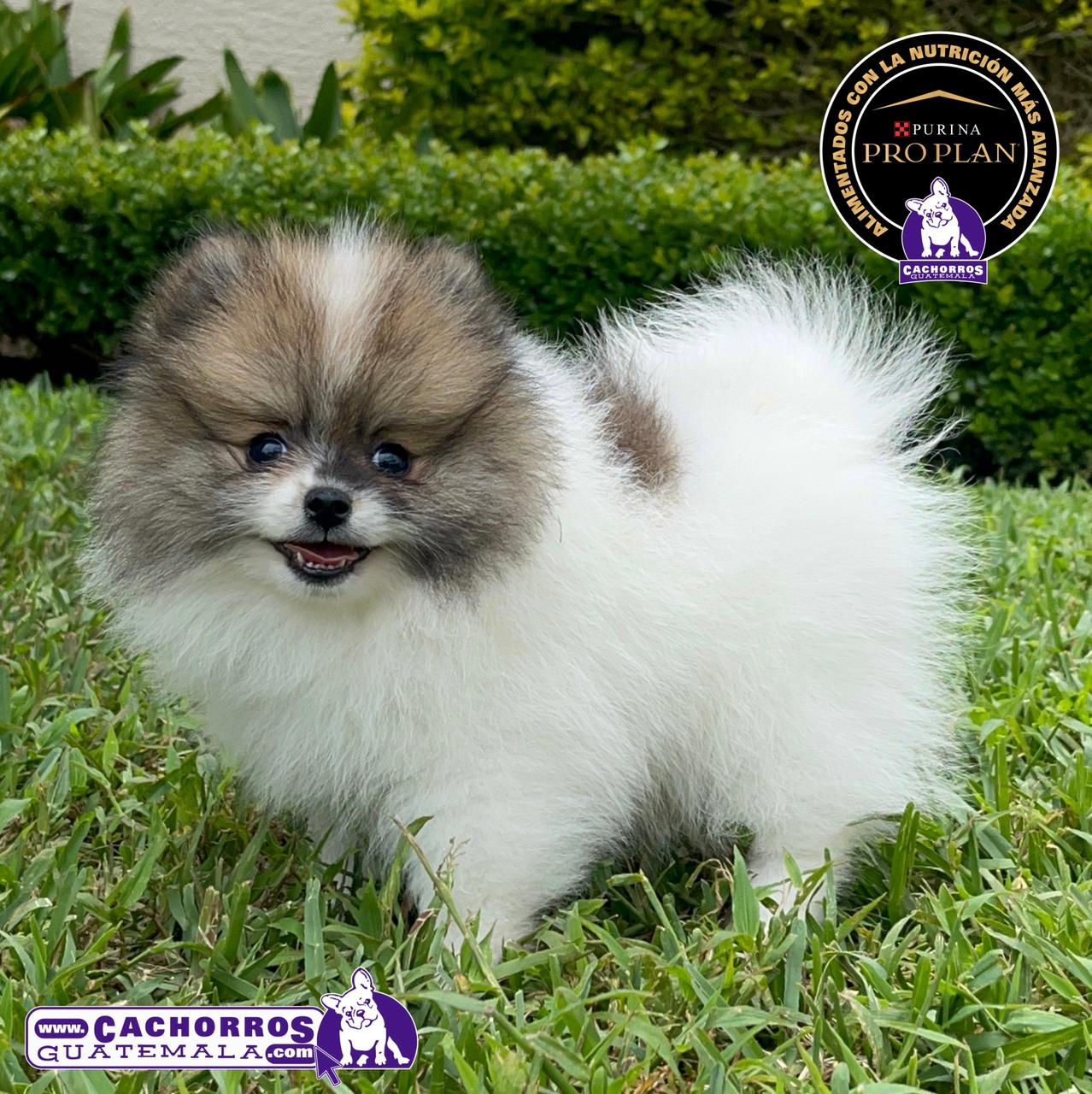 Guapísima Spitz Enano Pomeranian