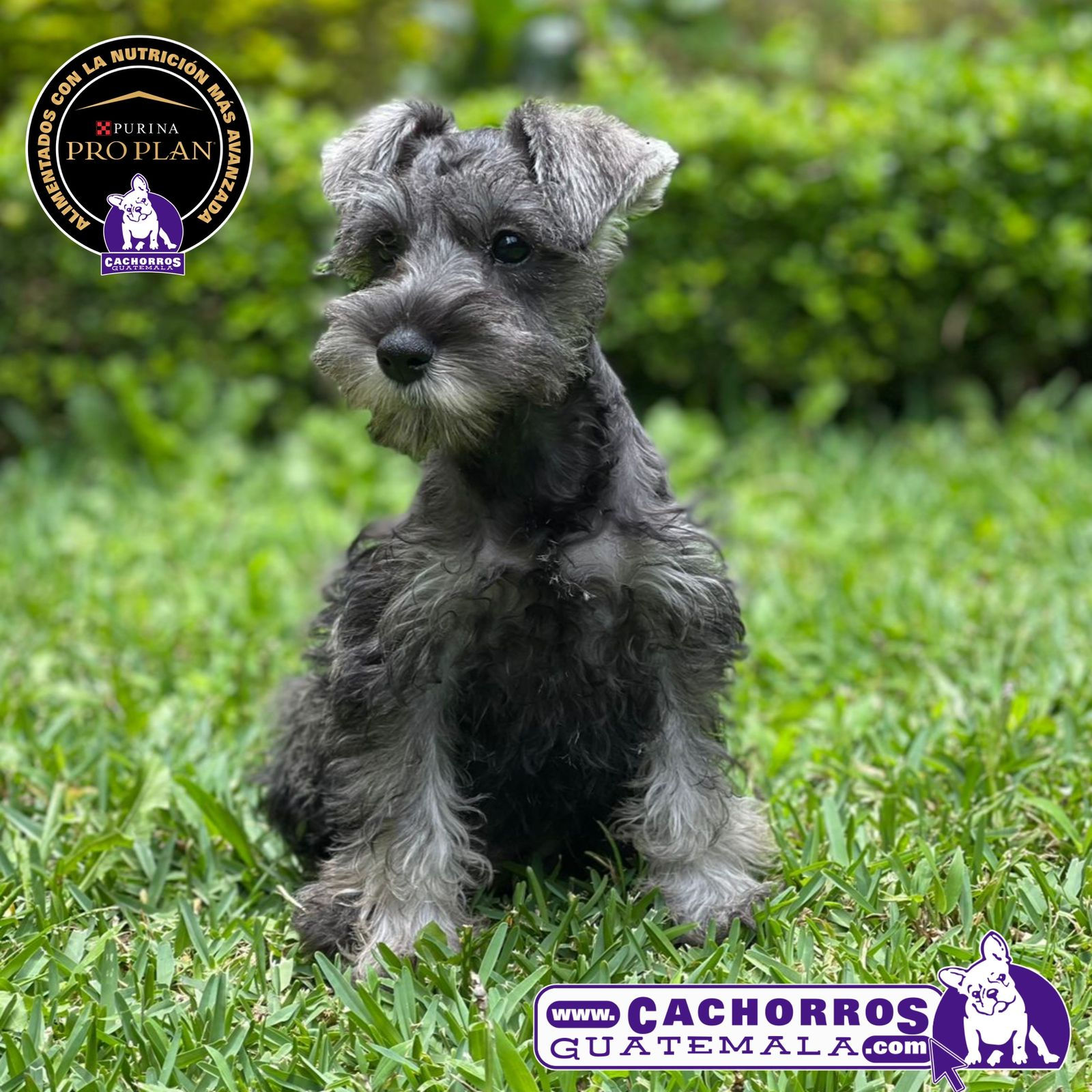 Bellísima Schnauzer – Pedigree “A”