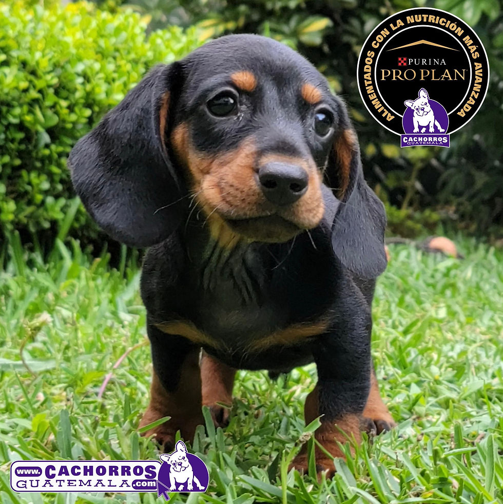 Miniatura: Guapísimo Dachshund (Salchicha)