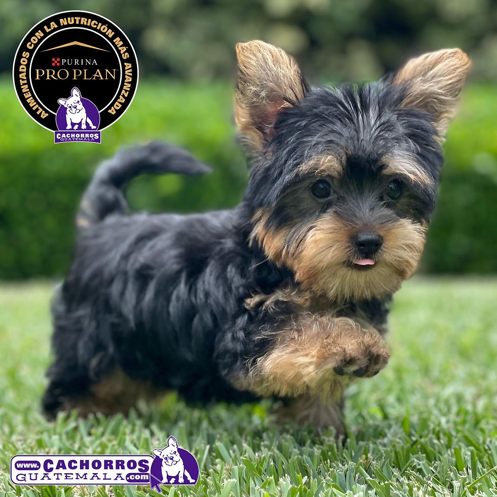 Miniatura: Preciosa Yorkshire Terrier Pedigree “A”