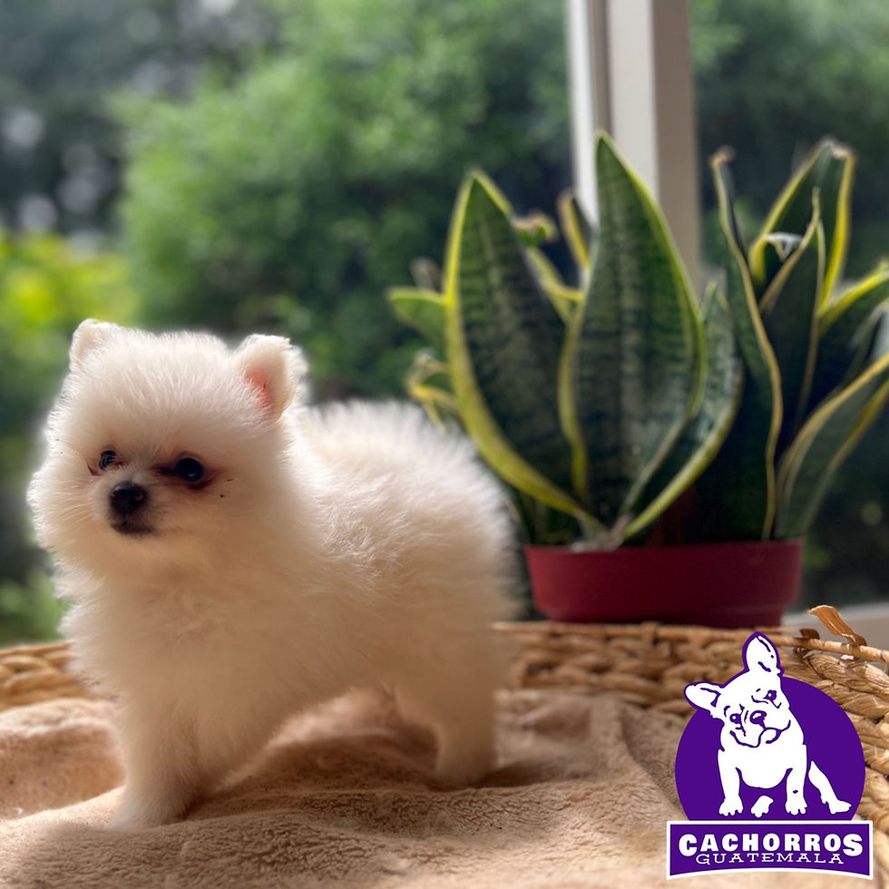 Miniatura: Hermoso Spitz Enano Pomeranian Machito – Pedigree “A”