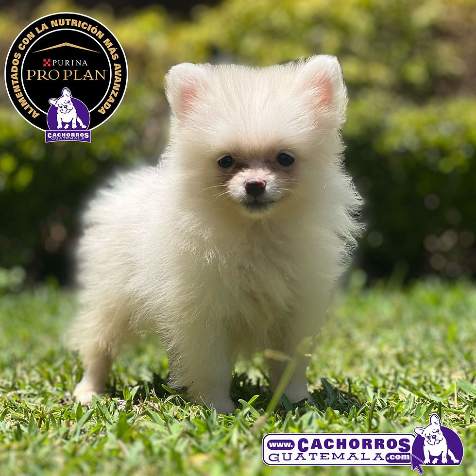 Miniatura: Guapísima Spitz Enano Pomeranian – Pedigree “A”