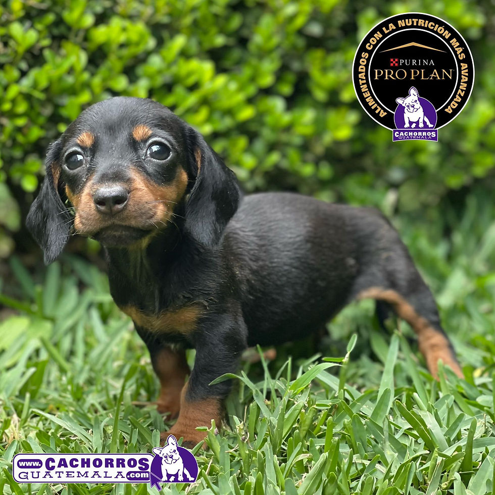 Miniatura: Hermosas Dachshund (Salchicha)