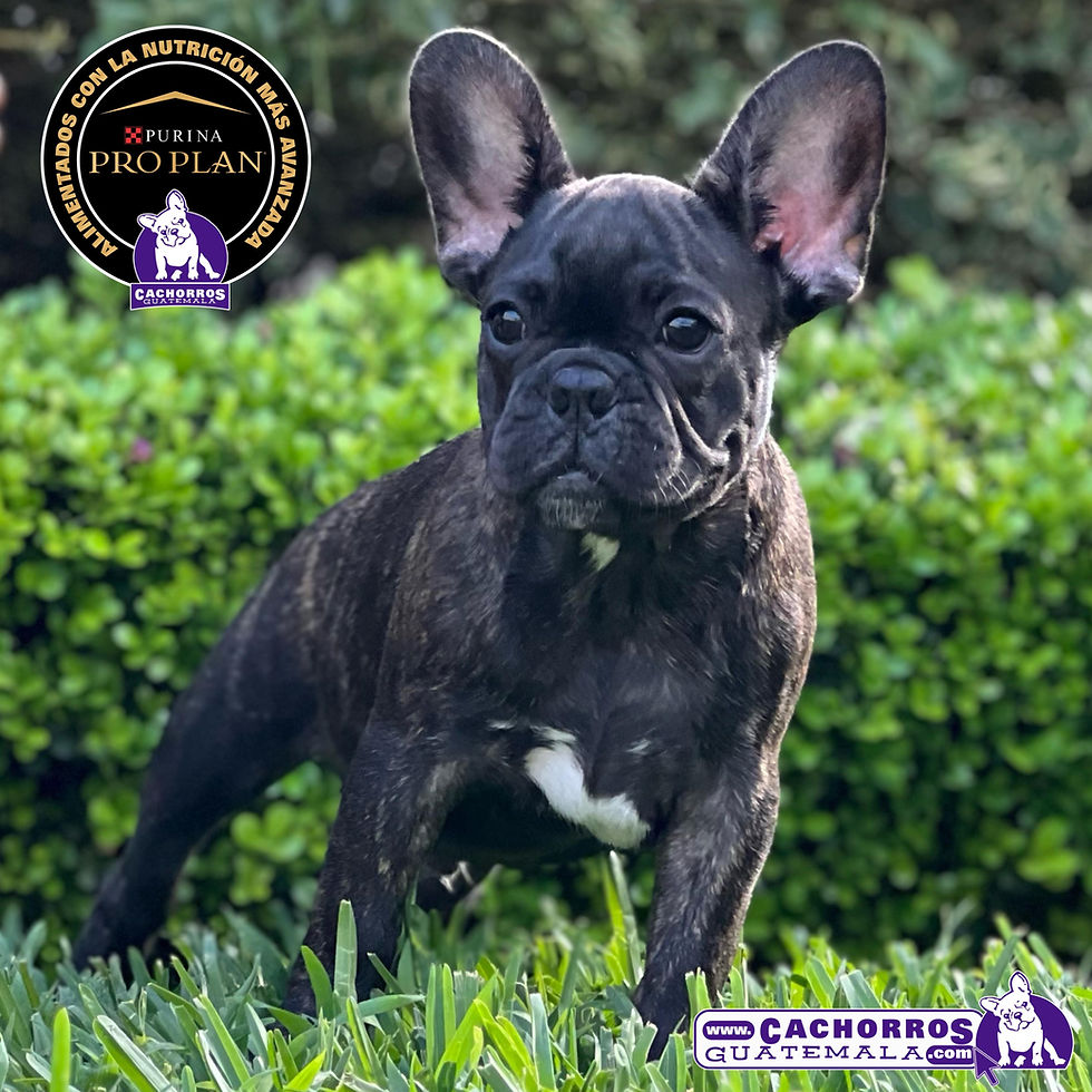 Miniatura: Bellísimo Bulldog Francés