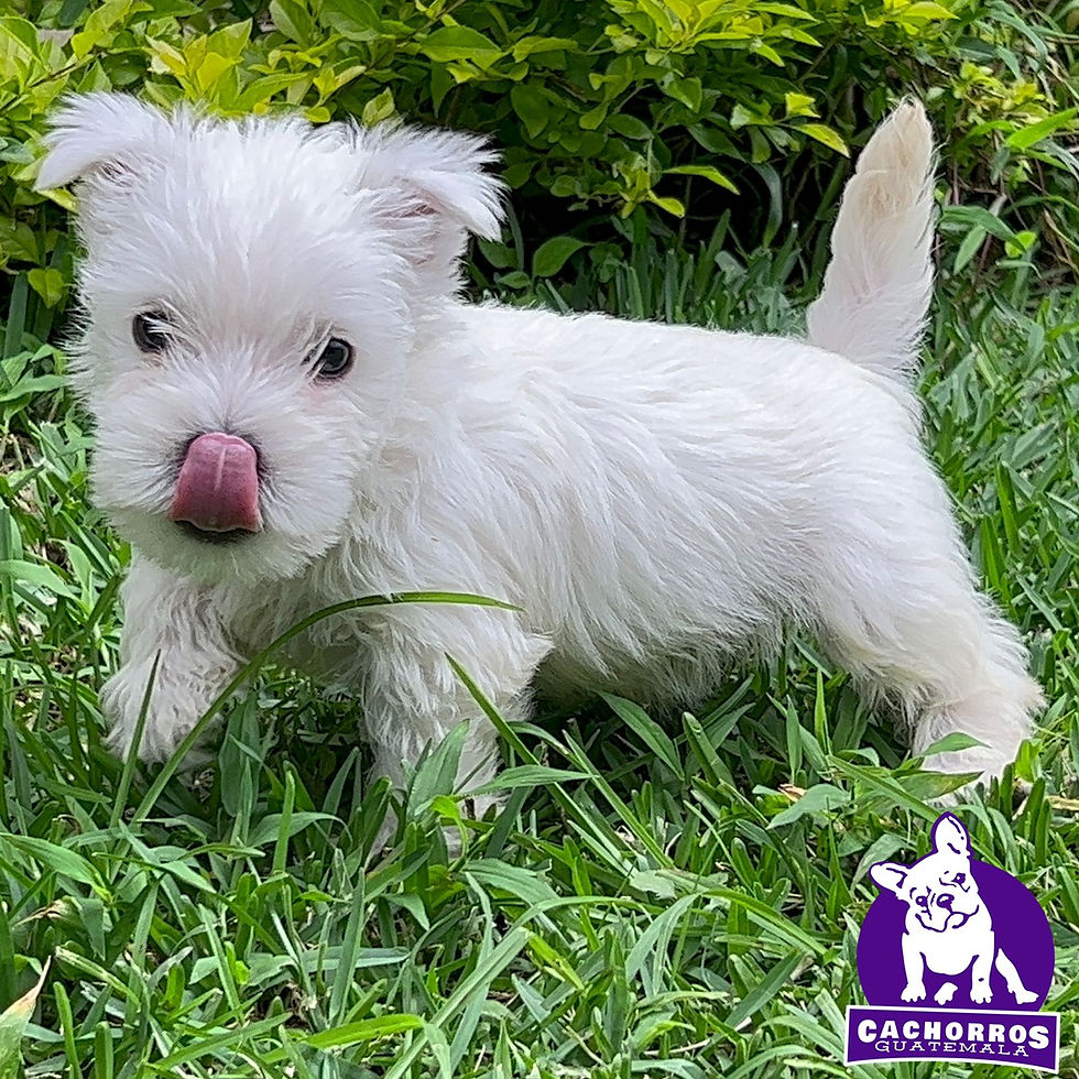 Miniatura: Hermosa Westy Pedigree “A” Hembrita