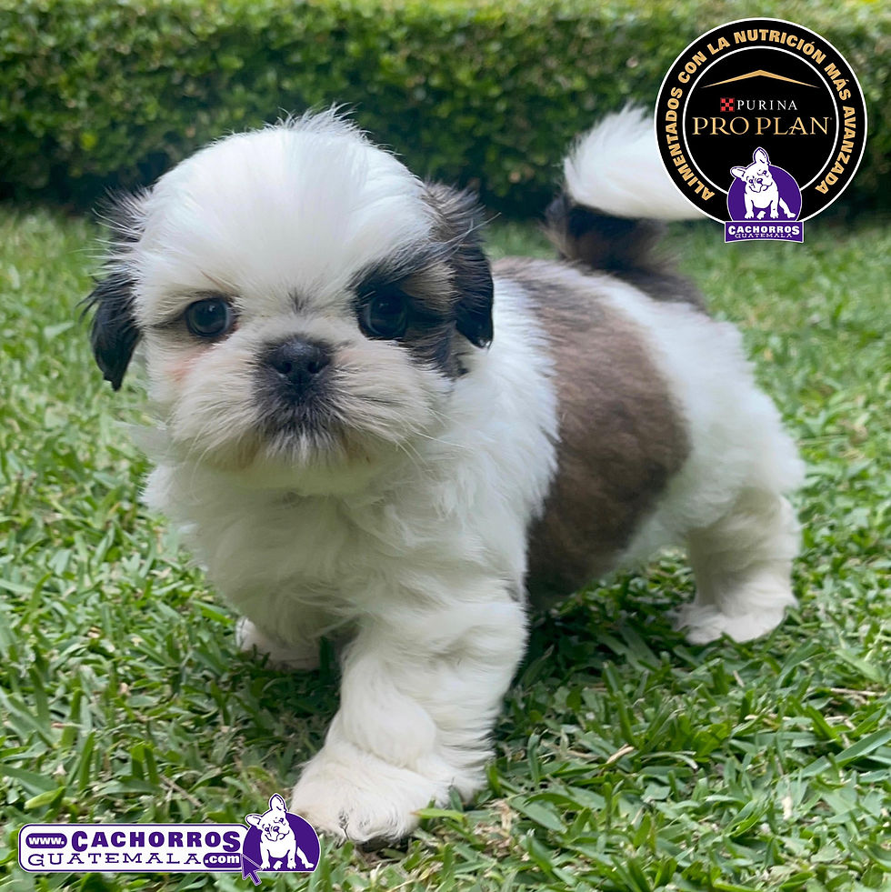 Miniatura: Preciosísima Shih Tzu Pedigree “A"