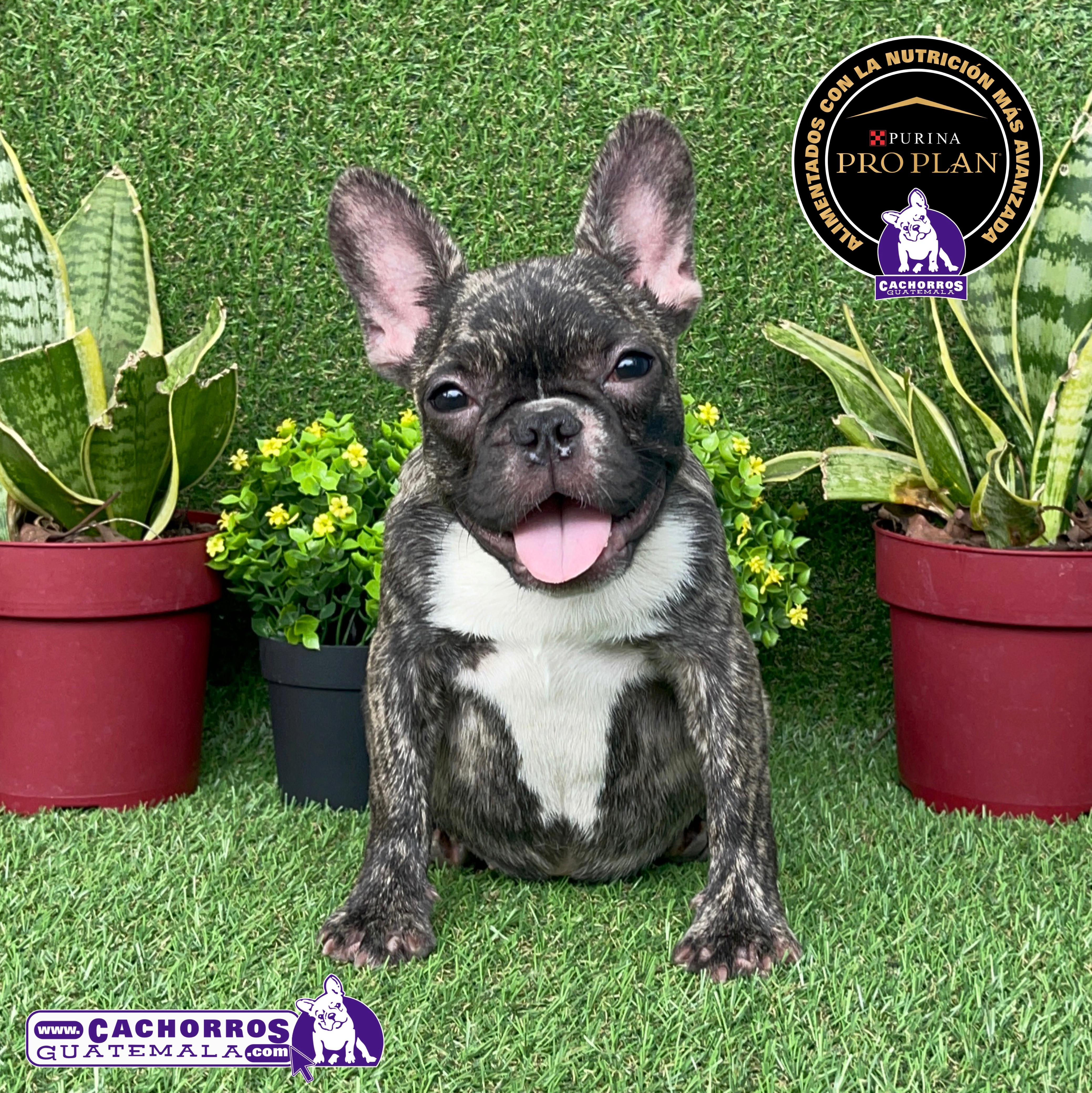 Guapísima Bulldog Francés Pedigree A