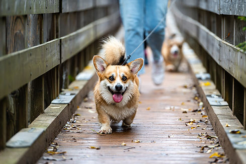a-smiling-welsh-corgi-dog-runs-across-a-bridge-wit-2025-03-13-14-46-50-utc.jpg