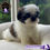Miniatura: Precioso Shih Tzu Pedigree “A"
