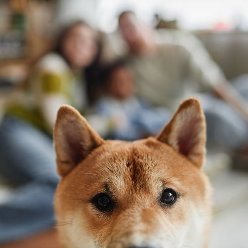 portrait-of-small-red-doggy-snapping-selfie-with-o-2025-03-08-19-14-17-utc_edited.jpg