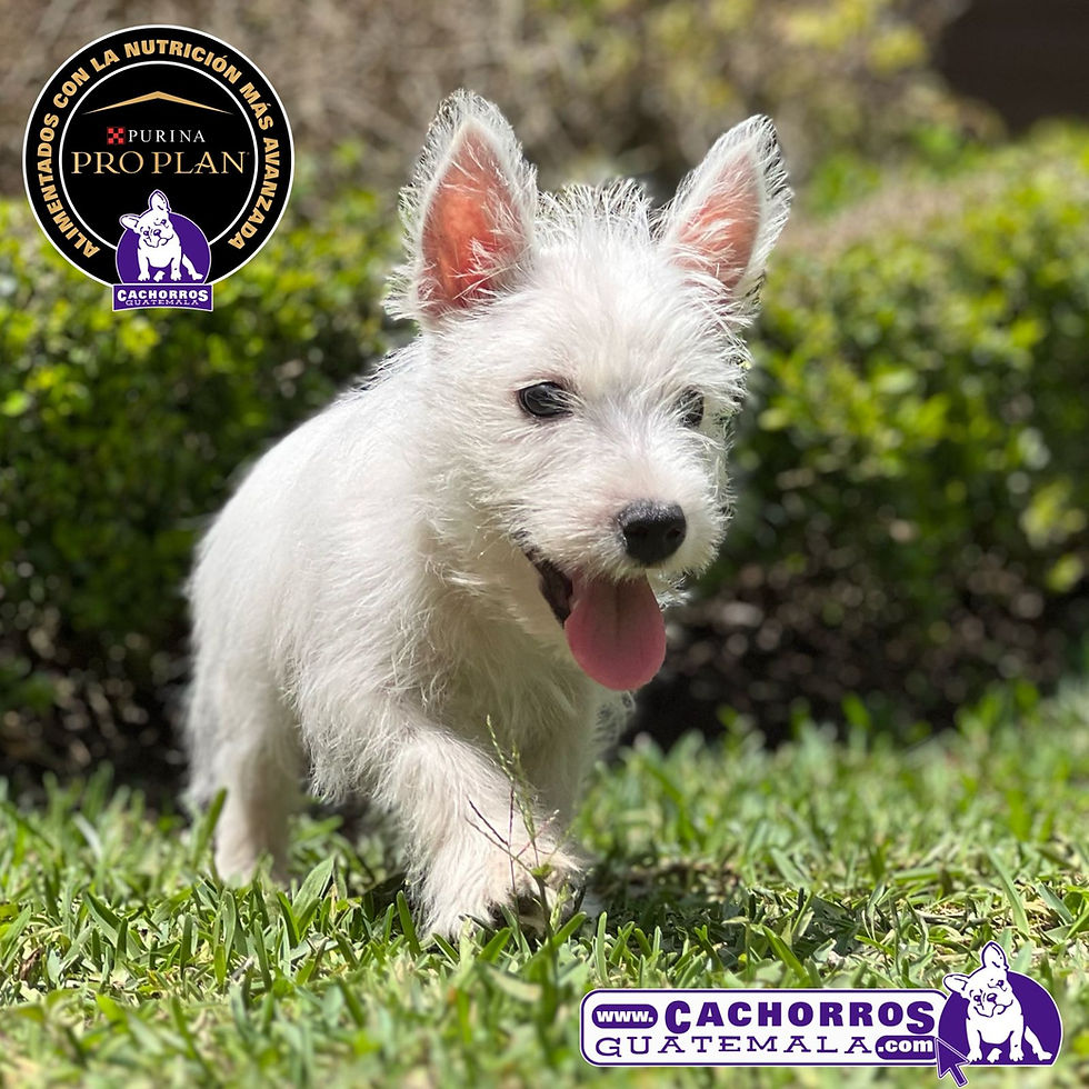 Miniatura: Bello Westy Macho Pedigree “A”
