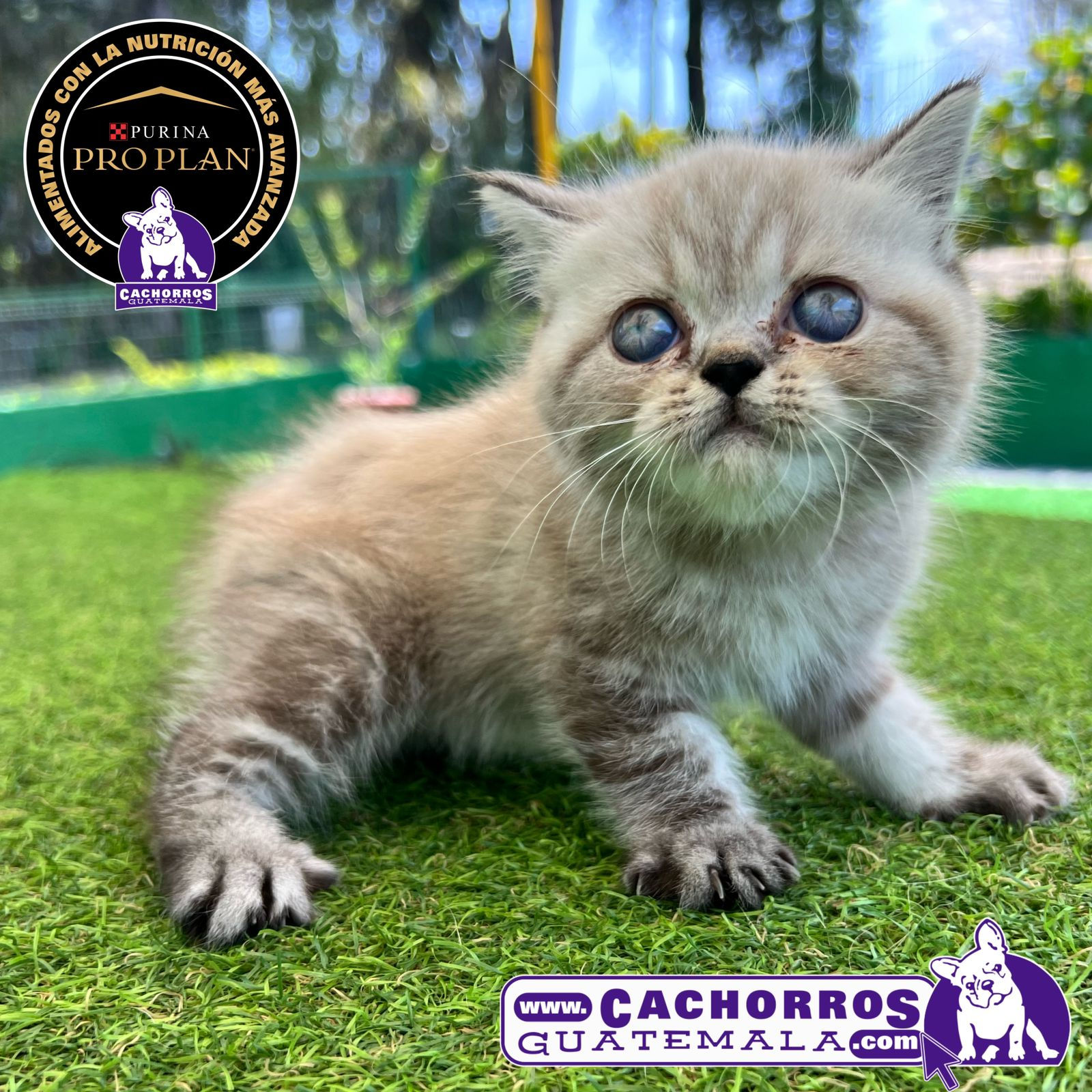 Espectacular Gatito Persa Exótico