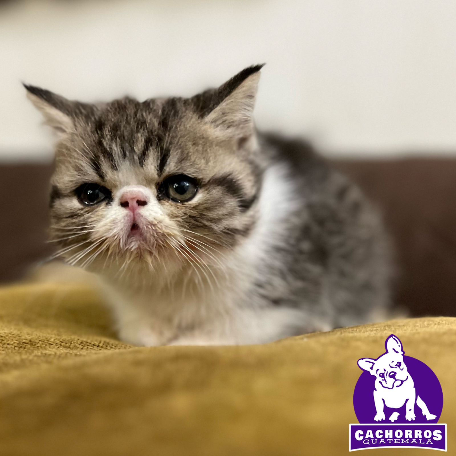 Espectacular Gatito Persa Exótico o Pelo Corto