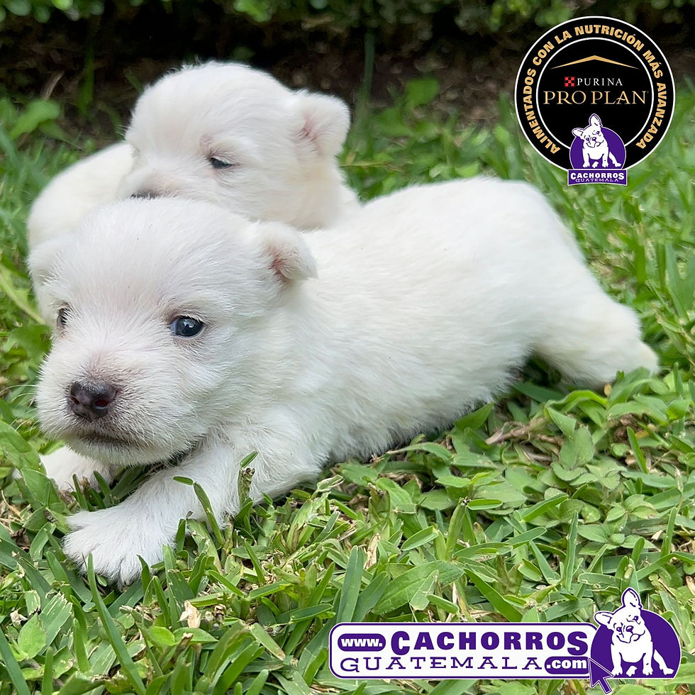 Miniatura: Impresionantes Westy Macho Pedigree “A”
