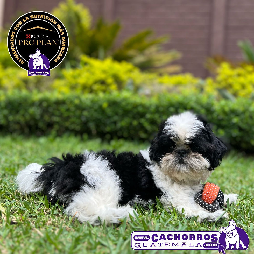Miniatura: Espectacular Shih Tzu Hembrita Pedigree “A"