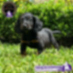 Miniatura: Bellísima Dachshund Pelo Largo (Salchicha)