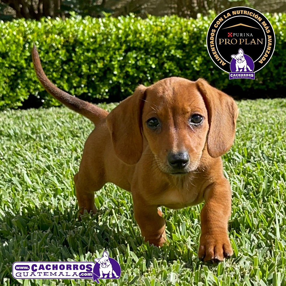 Miniatura: Hermosas Dachshund (Salchicha)
