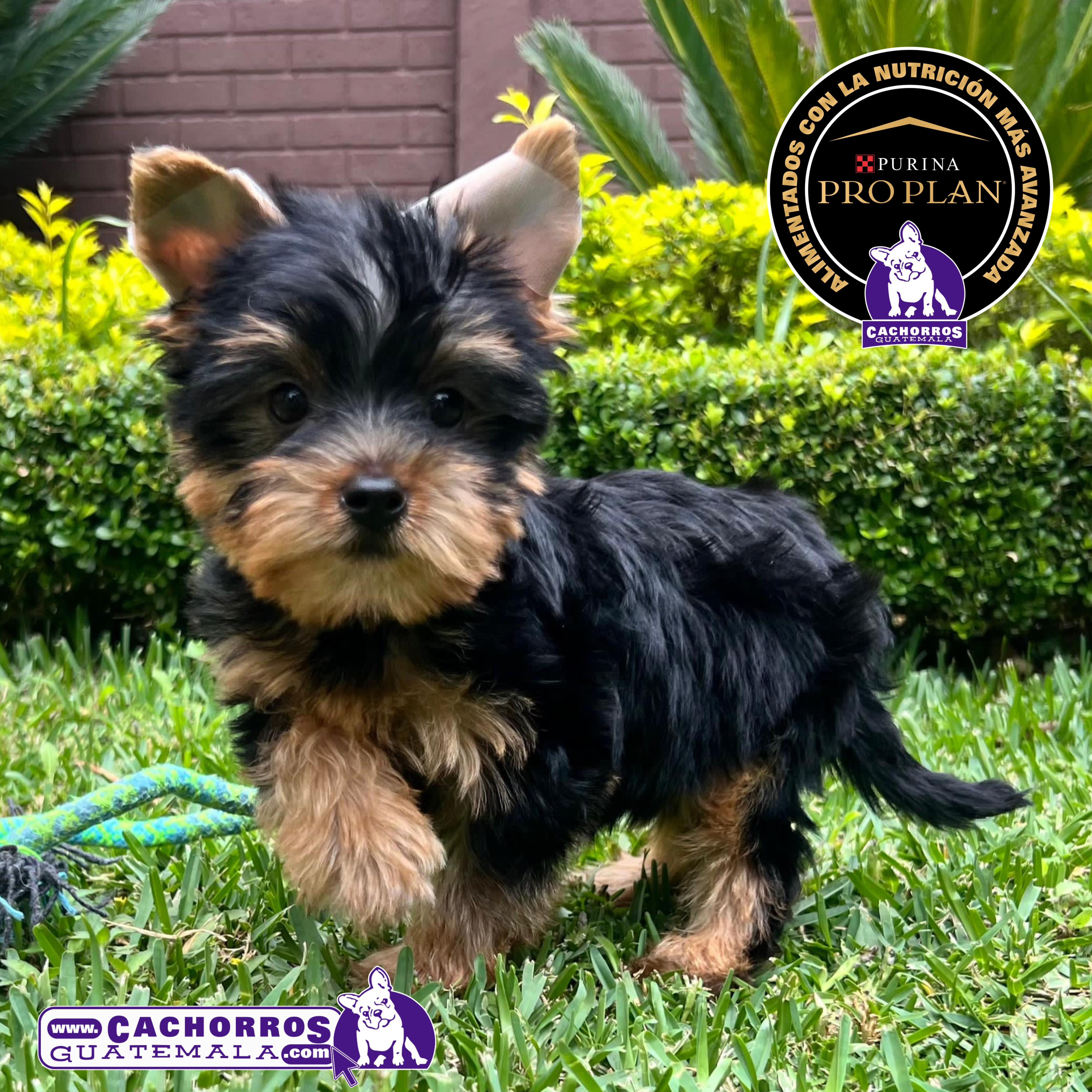 Guapísimo Yorkshire Terrier Pedigree “A”