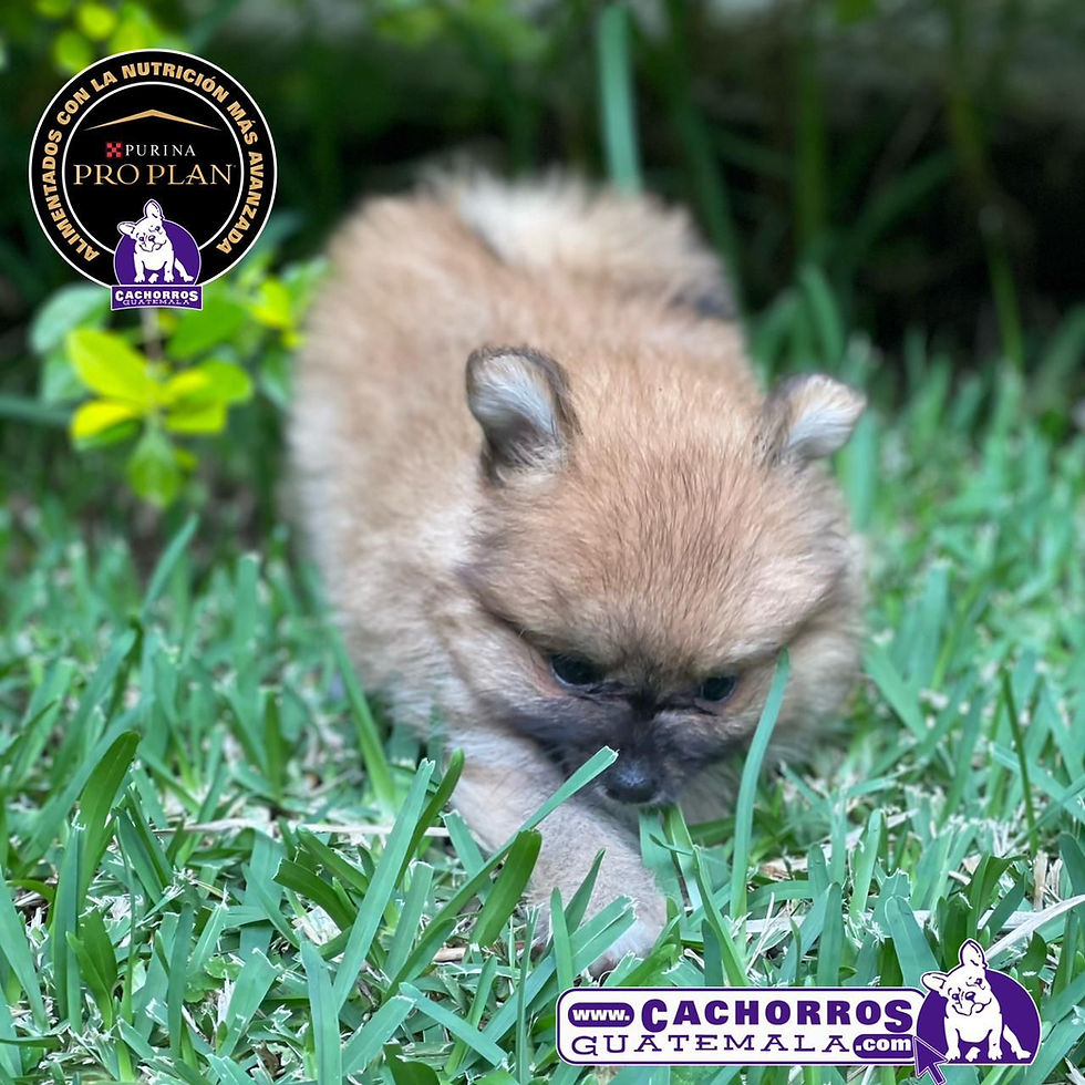 Miniatura: Hermosa Spitz Enano Pomeranian – Pedigree “A”
