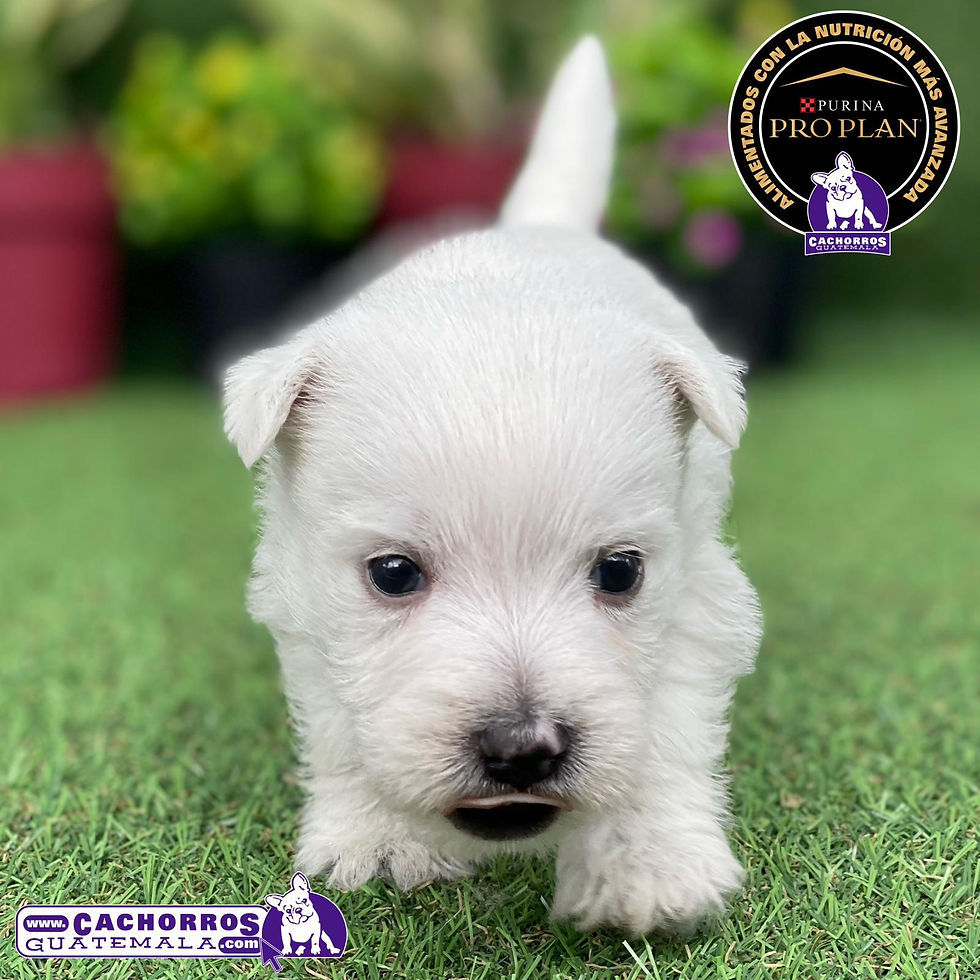 Miniatura: Bellísimo Westy Pedigree A