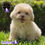 Miniatura: Preciosa French Poodle
