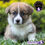Miniatura: Guapísimo Welsh Corgi Pembroke