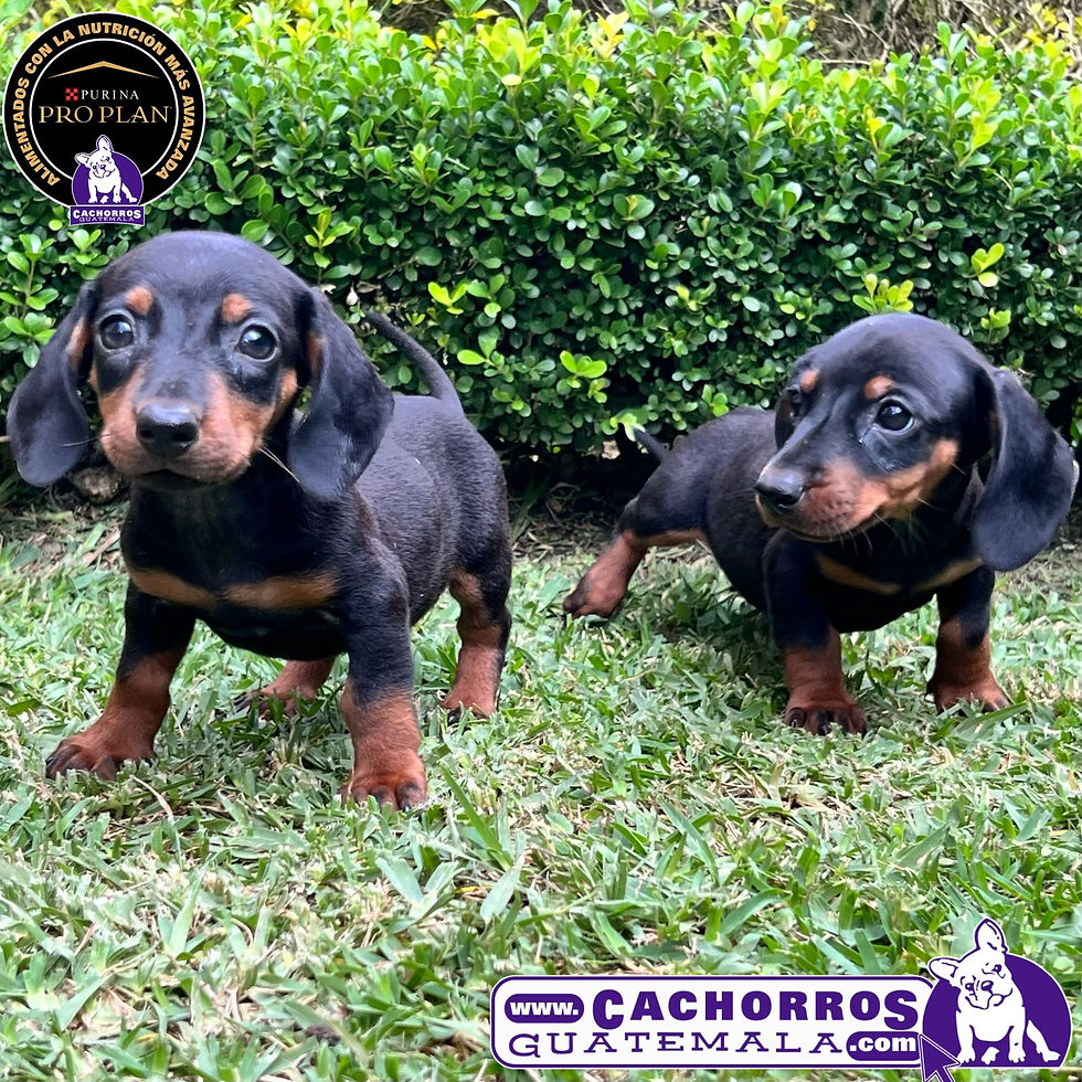 Miniatura: Preciosa Dachshund Pelo Corto