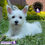 Miniatura: Guapísima Westy Pedigree “A”