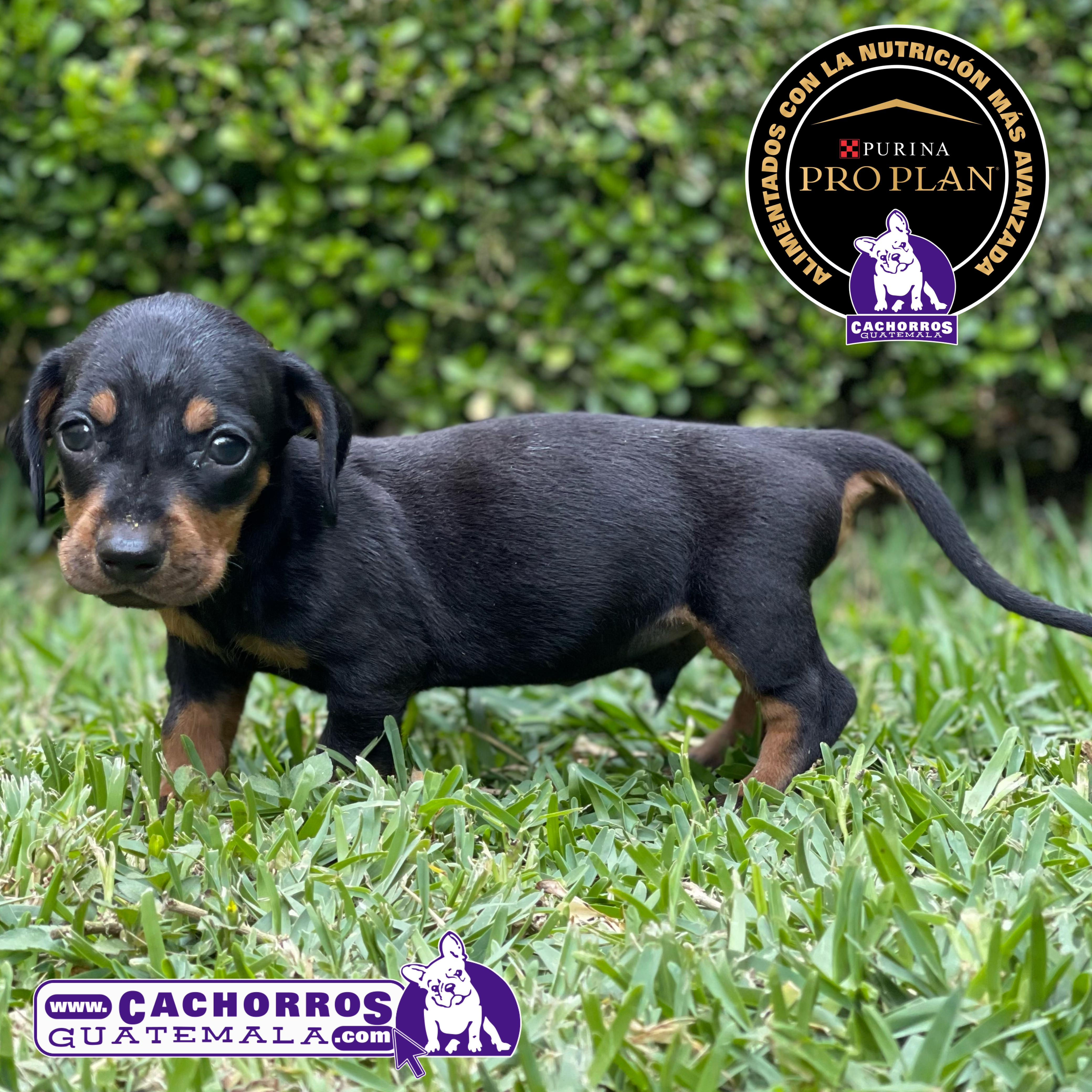 Impresionantes Machitos Dachshund (Salchicha)