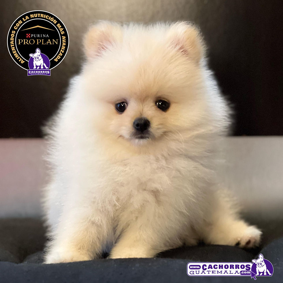Miniatura: Guapísimo Pomeranian