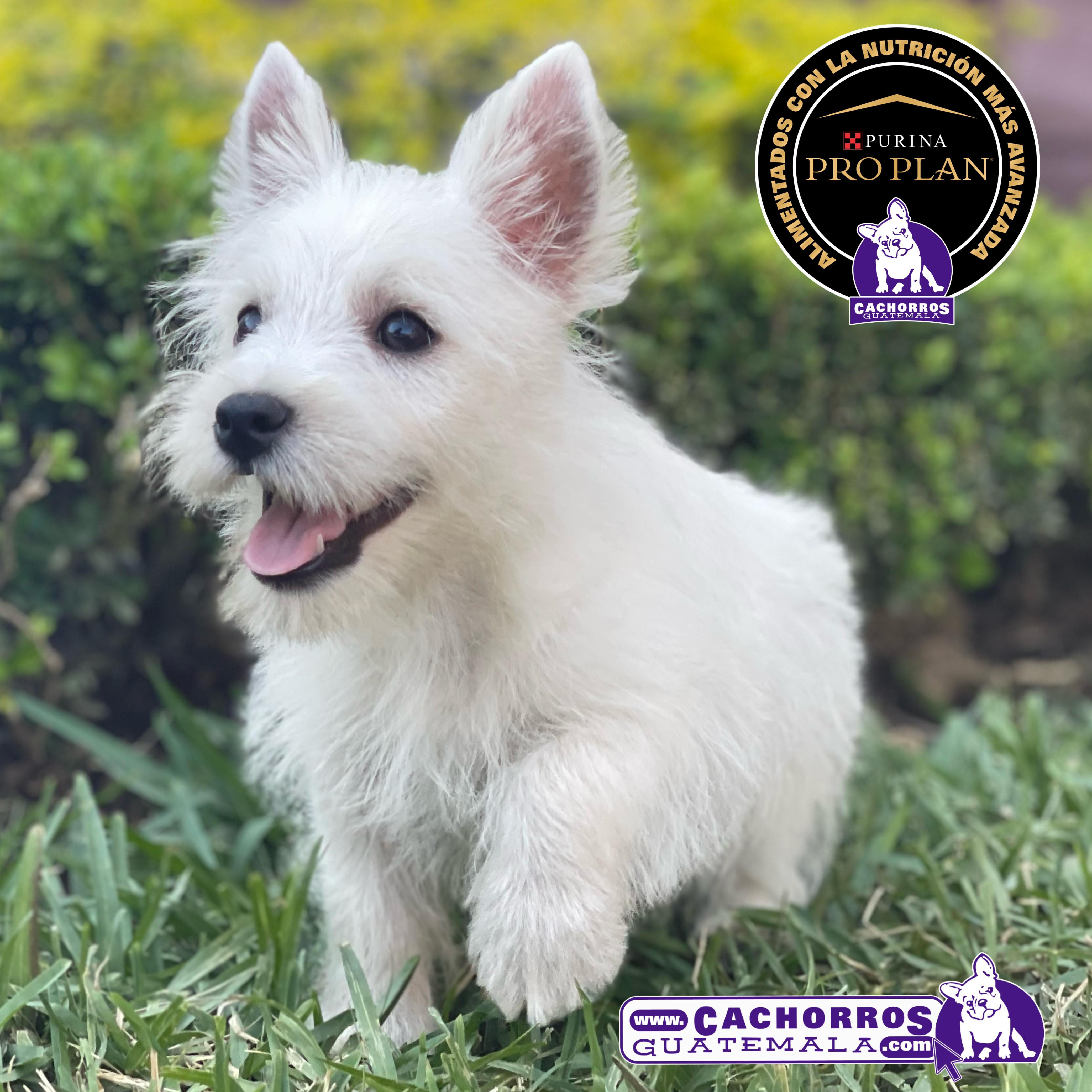 Precioso Westy Pedigree A