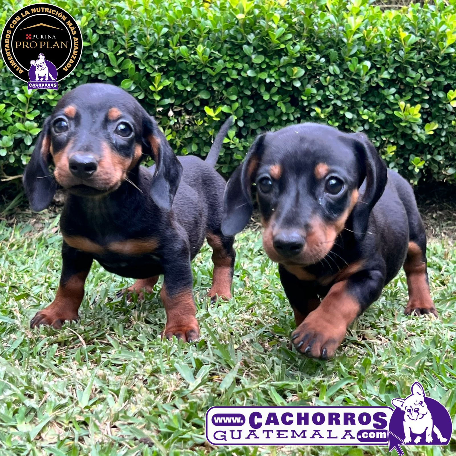 Preciosa Dachshund Pelo Corto