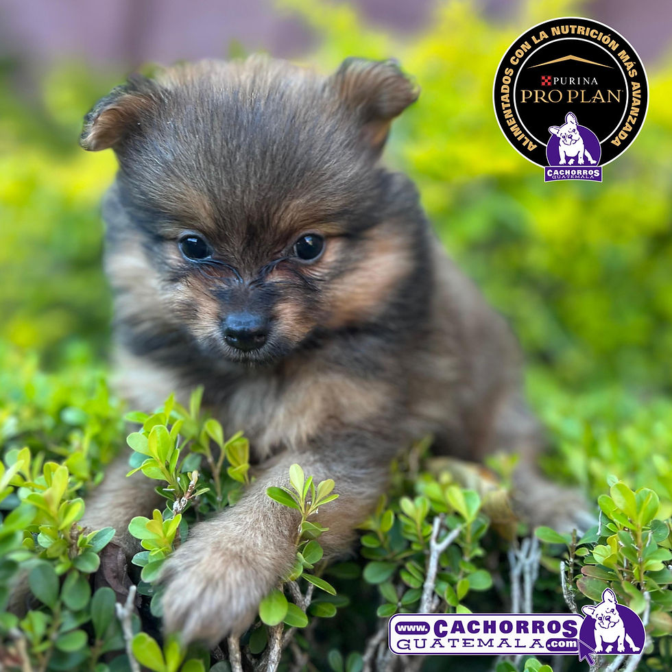 Miniatura: Bellísima Pomeranian