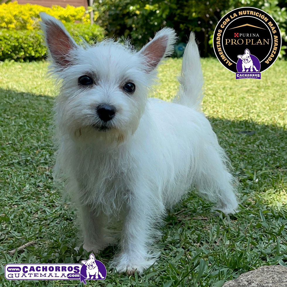 Miniatura: Guapísima Westy Pedigree “A”