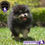 Miniatura: Espectacular Spitz Enano Pomeranian Machito – Pedigree “A”
