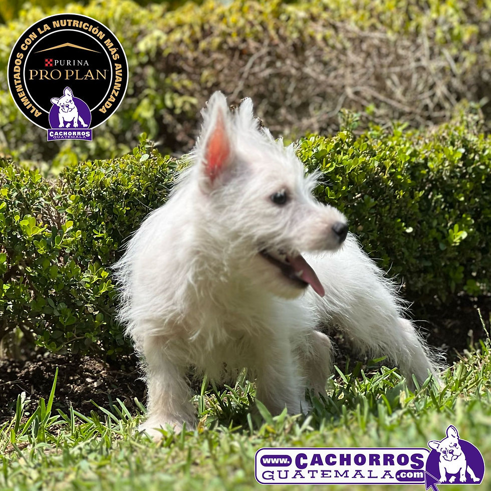 Miniatura: Bello Westy Macho Pedigree “A”
