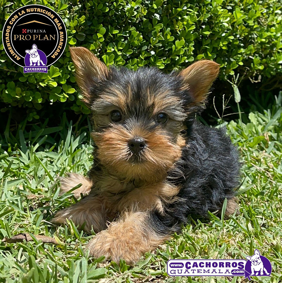 Miniatura: Hermoso Yorkshire Terrier Pedigree “A”