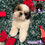 Miniatura: Guapísimo Shih Tzu Pedigree “A"