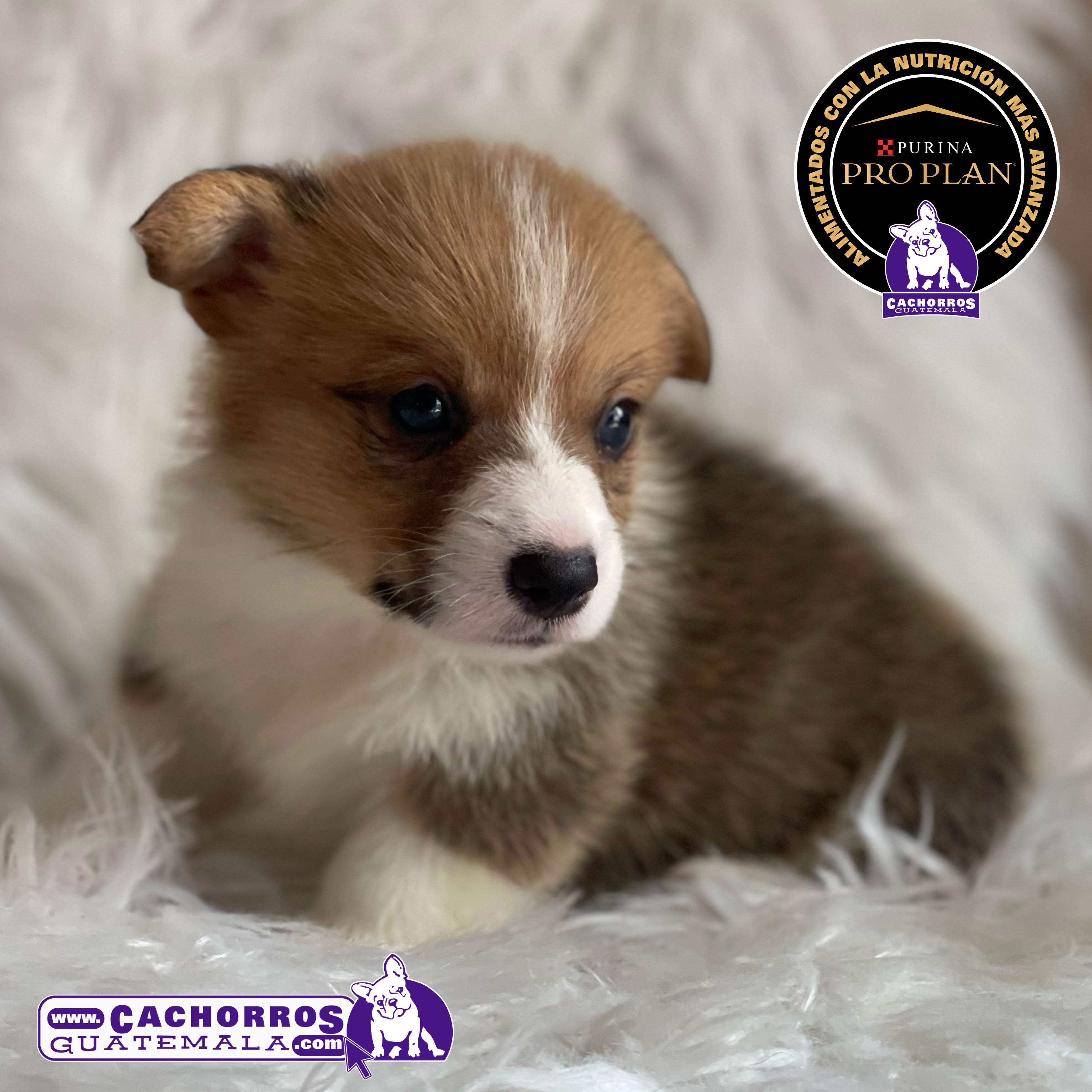 Guapísimo Welsh Corgi Pembroke