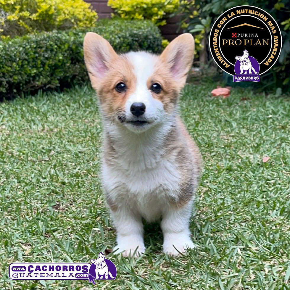 Miniatura: Preciosas Welsh Corgi Pembroke