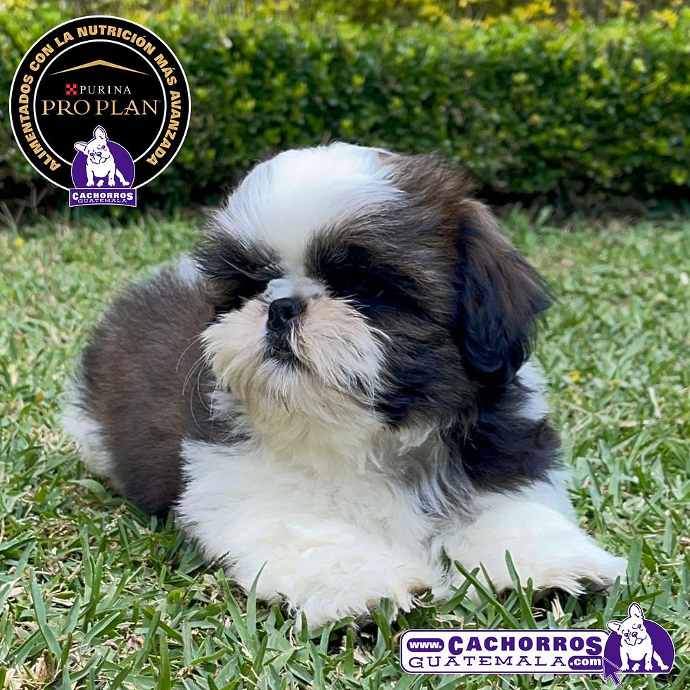 Miniatura: Precioso Shih Tzus Pedigree “A"